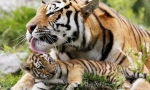 Big cats eurasia